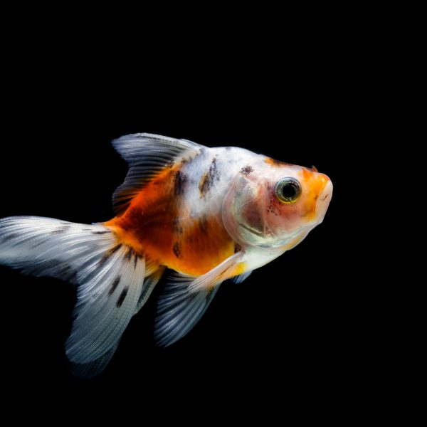 Découvrez la beauté éblouissante des poissons Shubunkin dans votre propre aquarium !