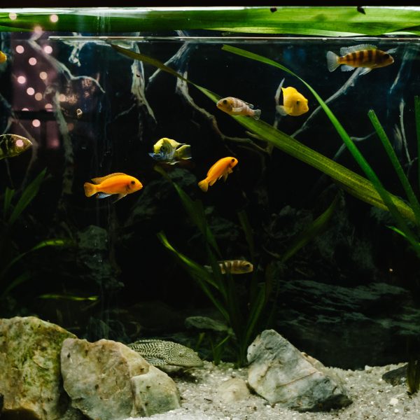 Le secret d’un aquarium parfaitement propre sans effort !
